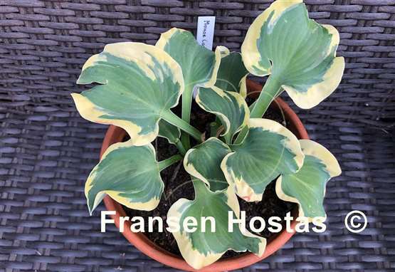 Hosta Mouse Capades