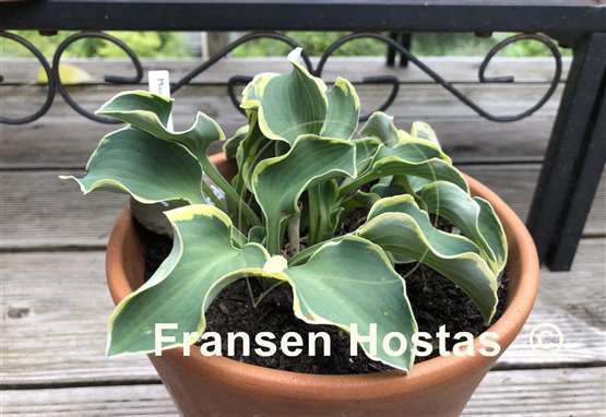 Hosta Mouse Capades