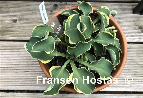 Hosta Mouse Capades