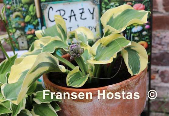 Hosta Mouse Capades