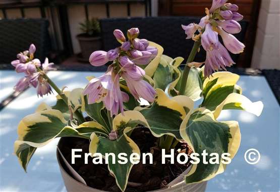 Hosta Mouse Capades