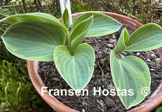 Hosta Mouse Deluxe