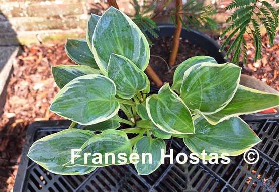 Hosta Mouse Deluxe