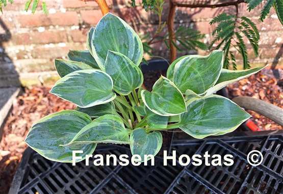 Hosta Mouse Deluxe
