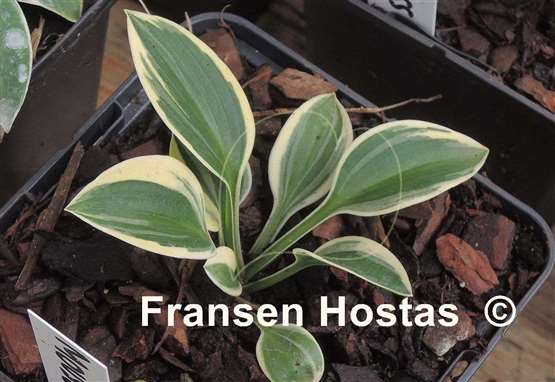 Hosta Mouse Dress