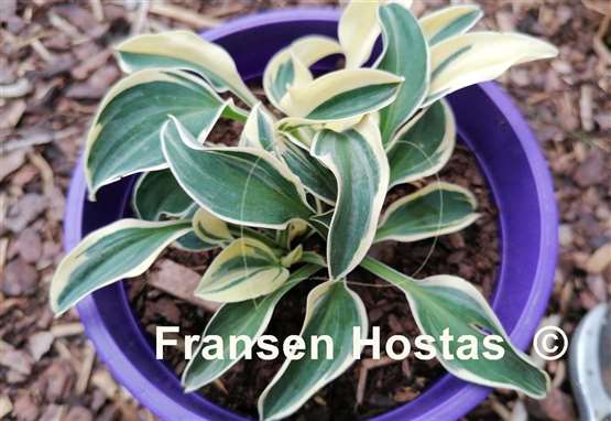 Hosta Mouse Madness