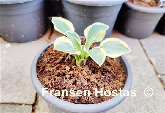 Hosta Mouse Madness