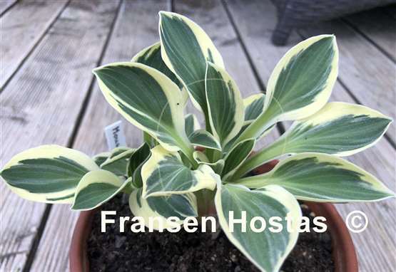 Hosta Mouse Madness