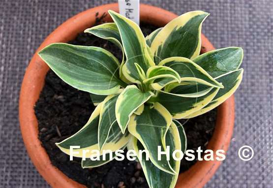 Hosta Mouse Madness
