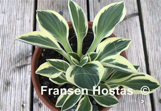 Hosta Mouse Madness