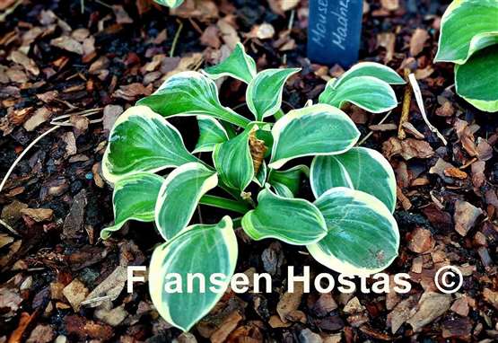 Hosta Mouse Madness