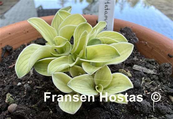 Hosta Mouse Metamorphosis