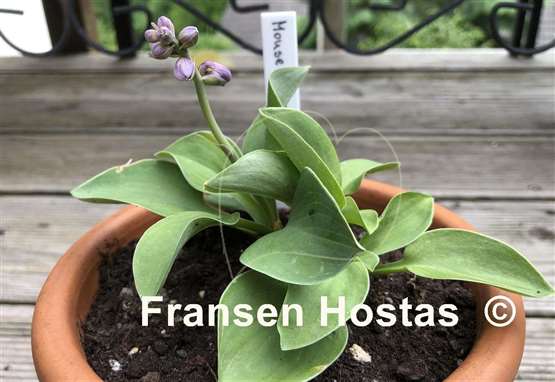 Hosta Mouse Metamorphosis