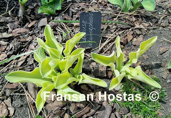Hosta Mouse Metamorphosis