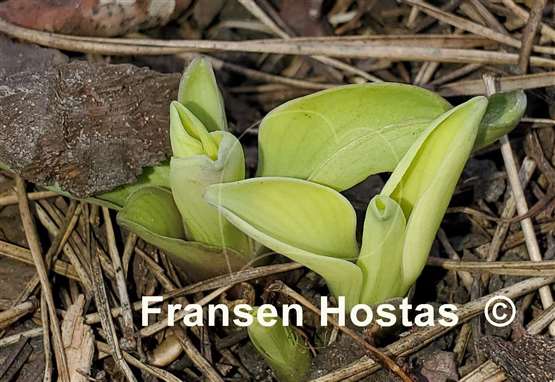 Hosta Mouse Metamorphosis