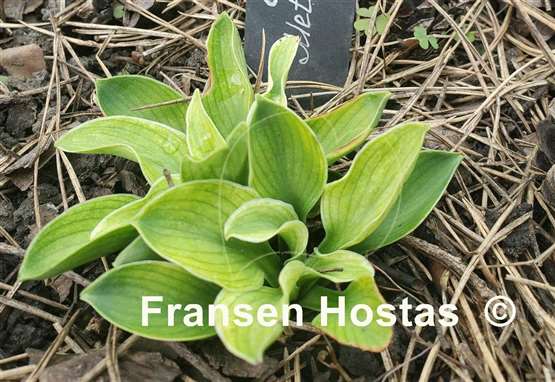 Hosta Mouse Metamorphosis