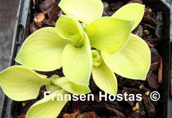 Hosta Mouse Metamorphosis