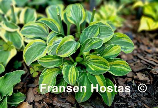 Hosta Mouse Party