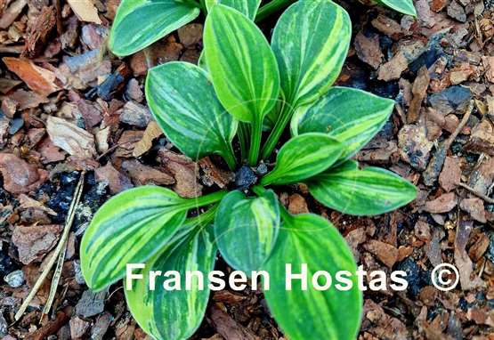 Hosta Mouse Party