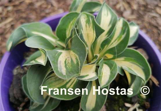 Hosta Mouse Trap