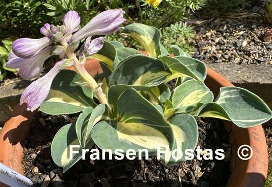 Hosta Mouse Trap
