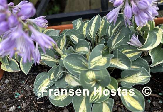 Hosta Mouse Trap