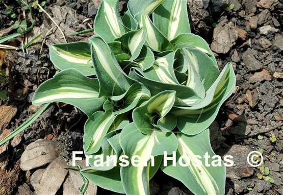 Hosta Mouse Trap