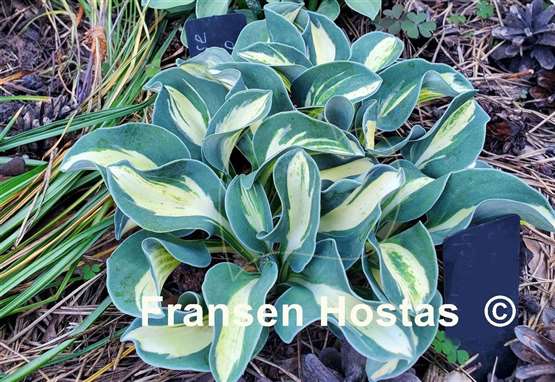 Hosta Mouse Trap