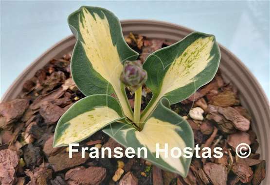 Hosta Mouse Trap