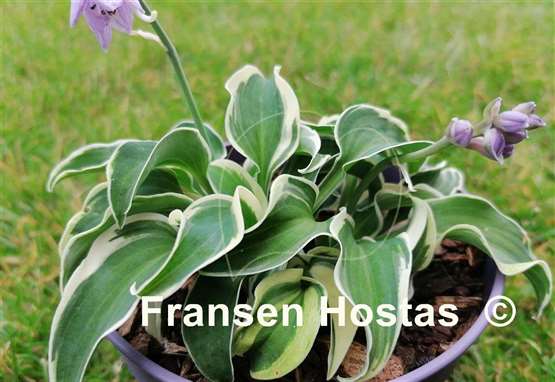 Hosta Mouse on the Moon