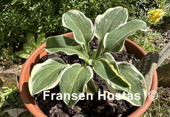 Hosta Mouse on the Moon