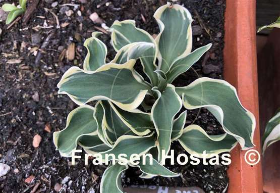 Hosta Mouse on the Moon