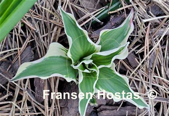 Hosta Mouse on the Moon