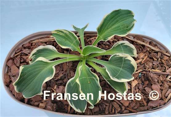 Hosta Mouse on the Moon