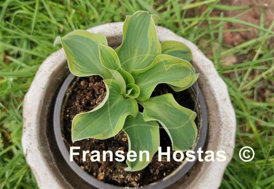 Hosta Mouse Capades