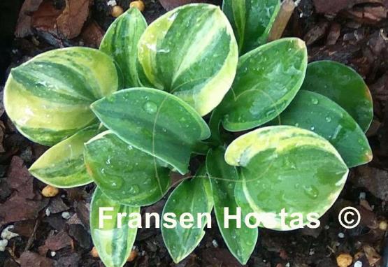 Hosta Mouse Party