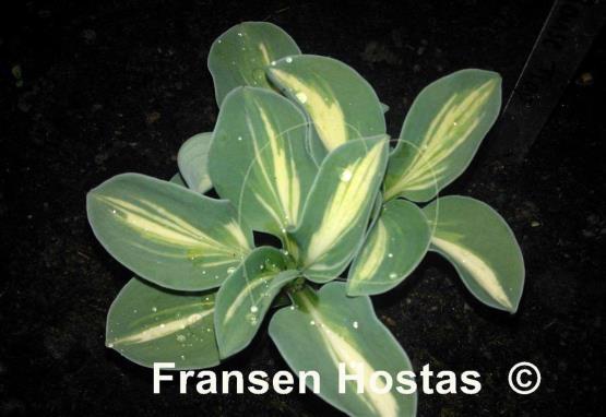 Hosta Mouse Trap