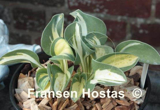 Hosta Mouse Trap