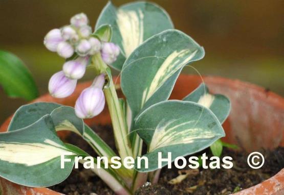 Hosta Mouse Trap
