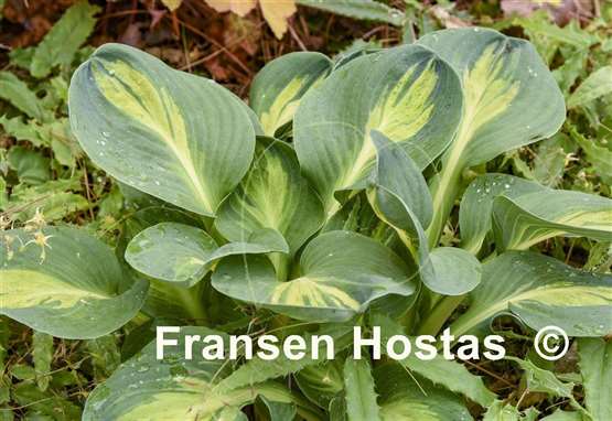 Hosta Mouseketeer