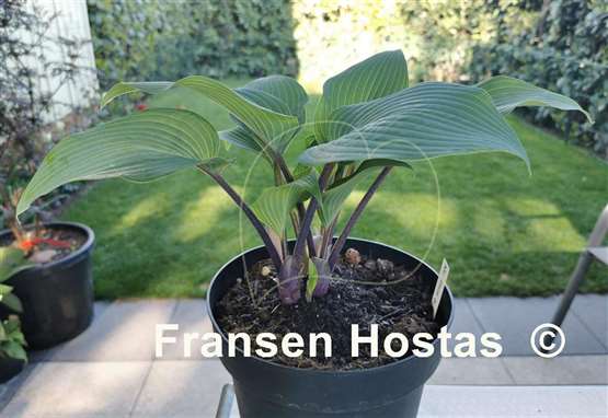Hosta Mr. Blue