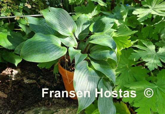 Hosta Mr. Blue
