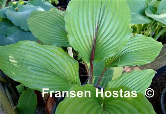 Hosta Mr. Jack