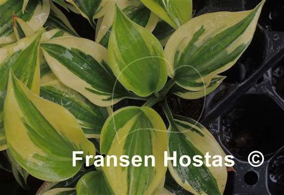 Hosta Mr. Klingsman