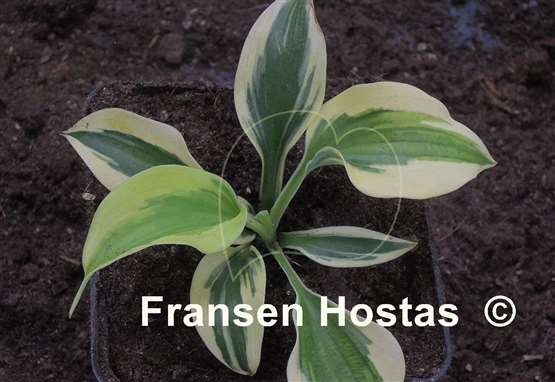 Hosta Mr. Klingsman