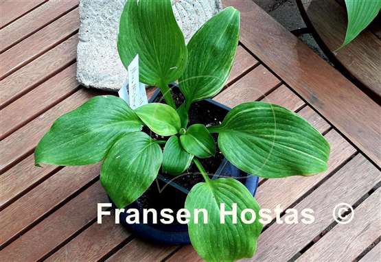 Hosta Mr. Mister