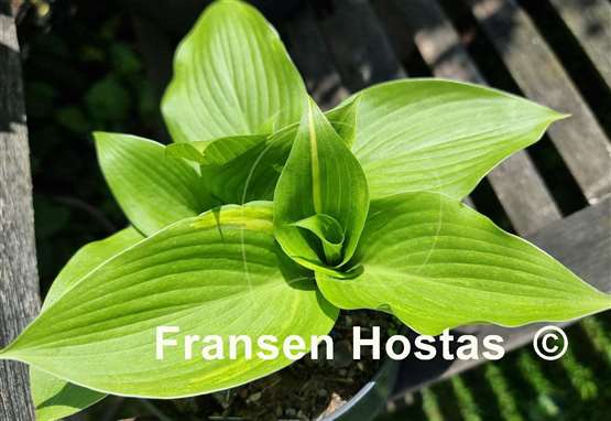 Hosta Mr. Mister