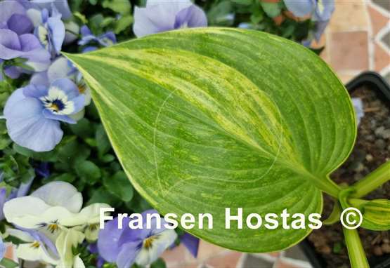 Hosta Mr. Mister