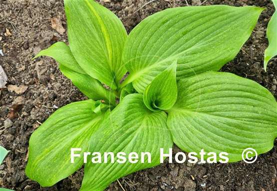 Hosta Mr. Mister