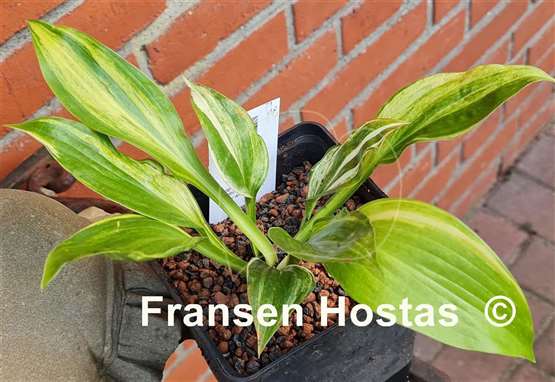 Hosta Mr. Mister